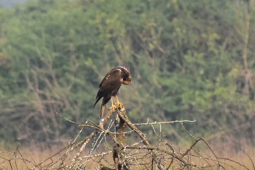 Western Marsh Harrier - ML646502276