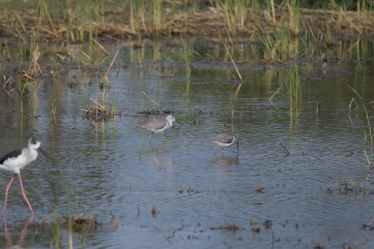 コアオアシシギ - ML646502279
