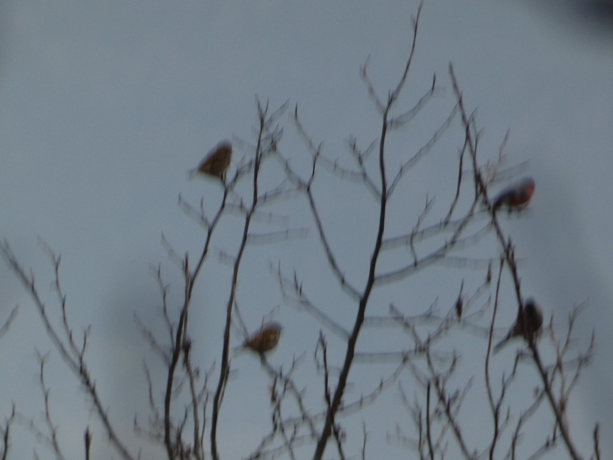 Эгэл зана - ML646502281