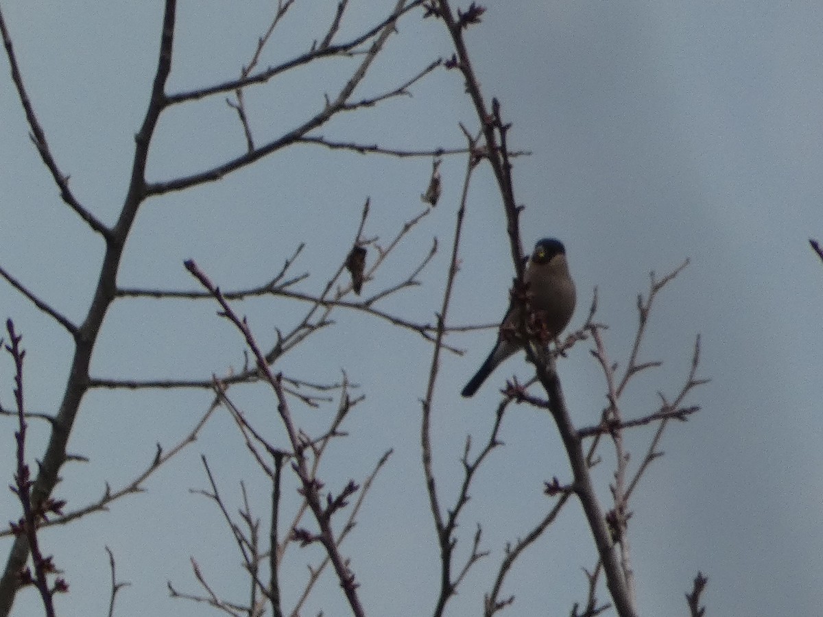 Эгэл зана - ML646502282