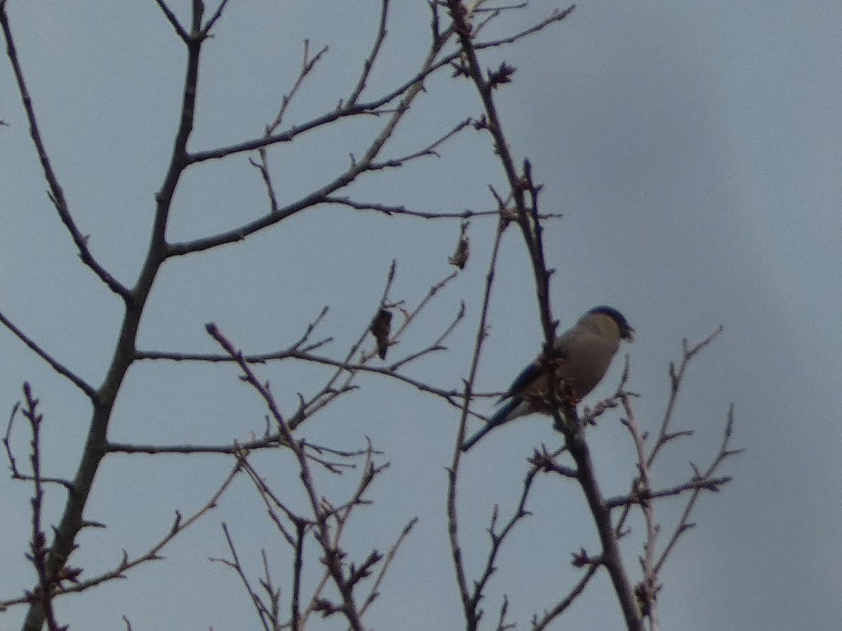 Эгэл зана - ML646502283