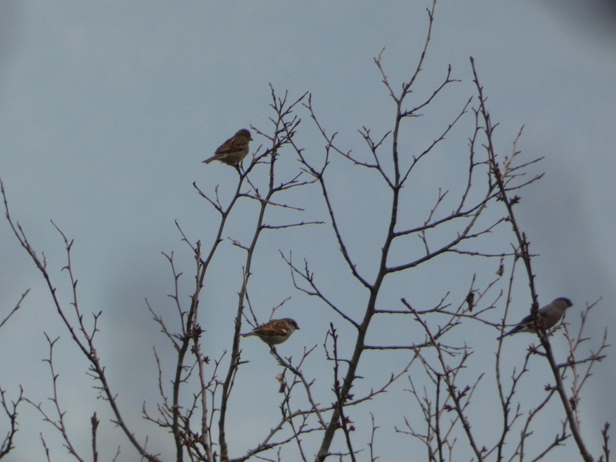 Эгэл зана - ML646502284