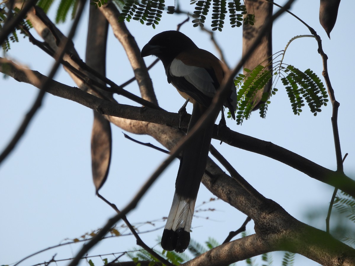 Rufous Treepie - ML646502285
