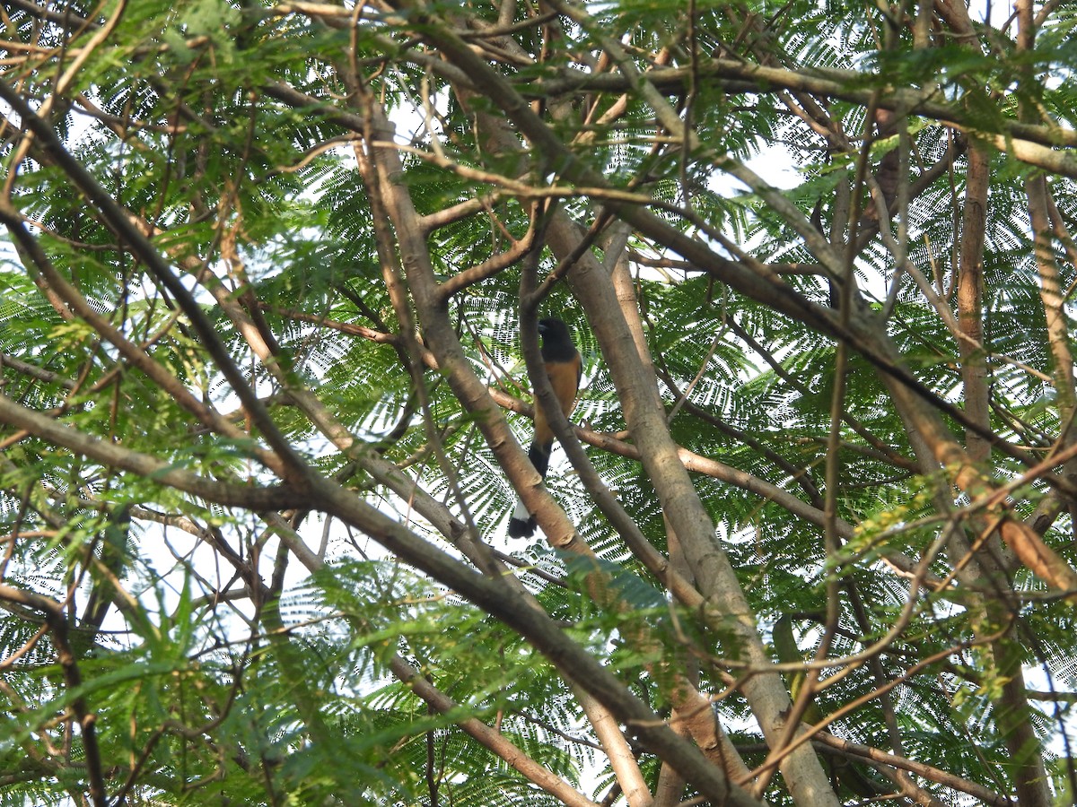 Rufous Treepie - ML646502286