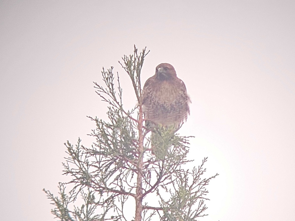 Red-tailed Hawk - ML646502287