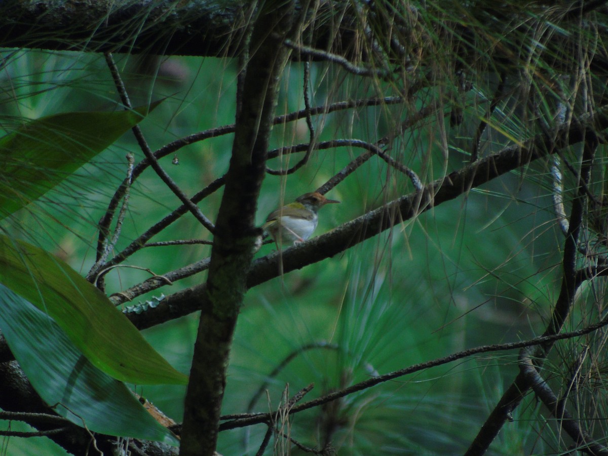 Common Tailorbird - ML646502288