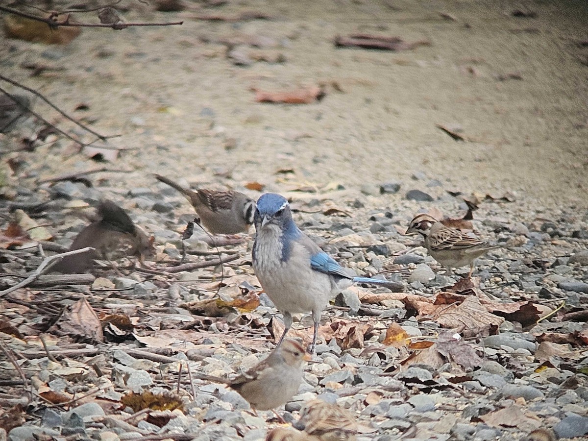 California Scrub-Jay - ML646502289