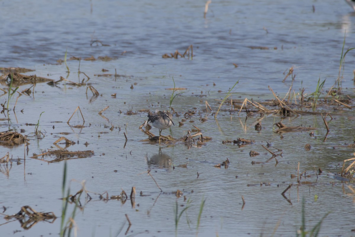 vodouš bahenní - ML646502290