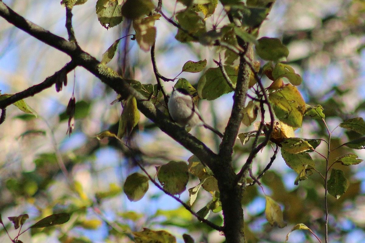 Marsh Tit - ML646502291