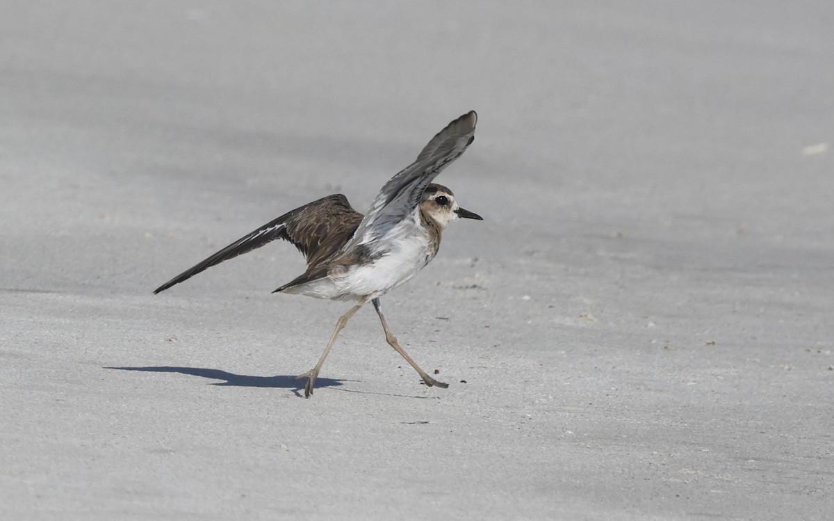 ニシオオチドリ - ML646502292