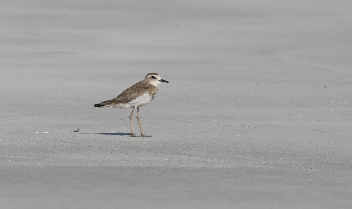 ニシオオチドリ - ML646502293