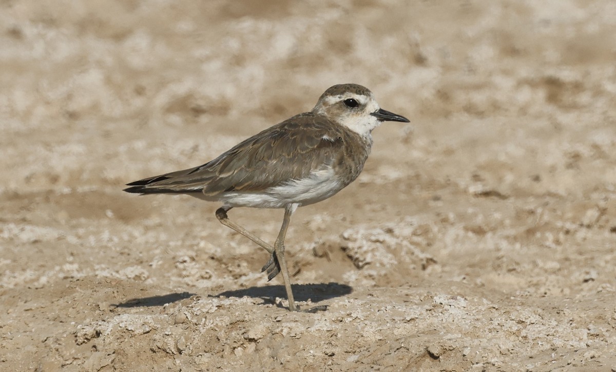 ニシオオチドリ - ML646502294