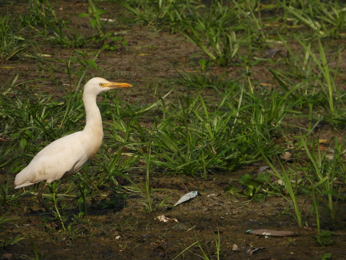 Eastern Cattle-Egret - ML646502295