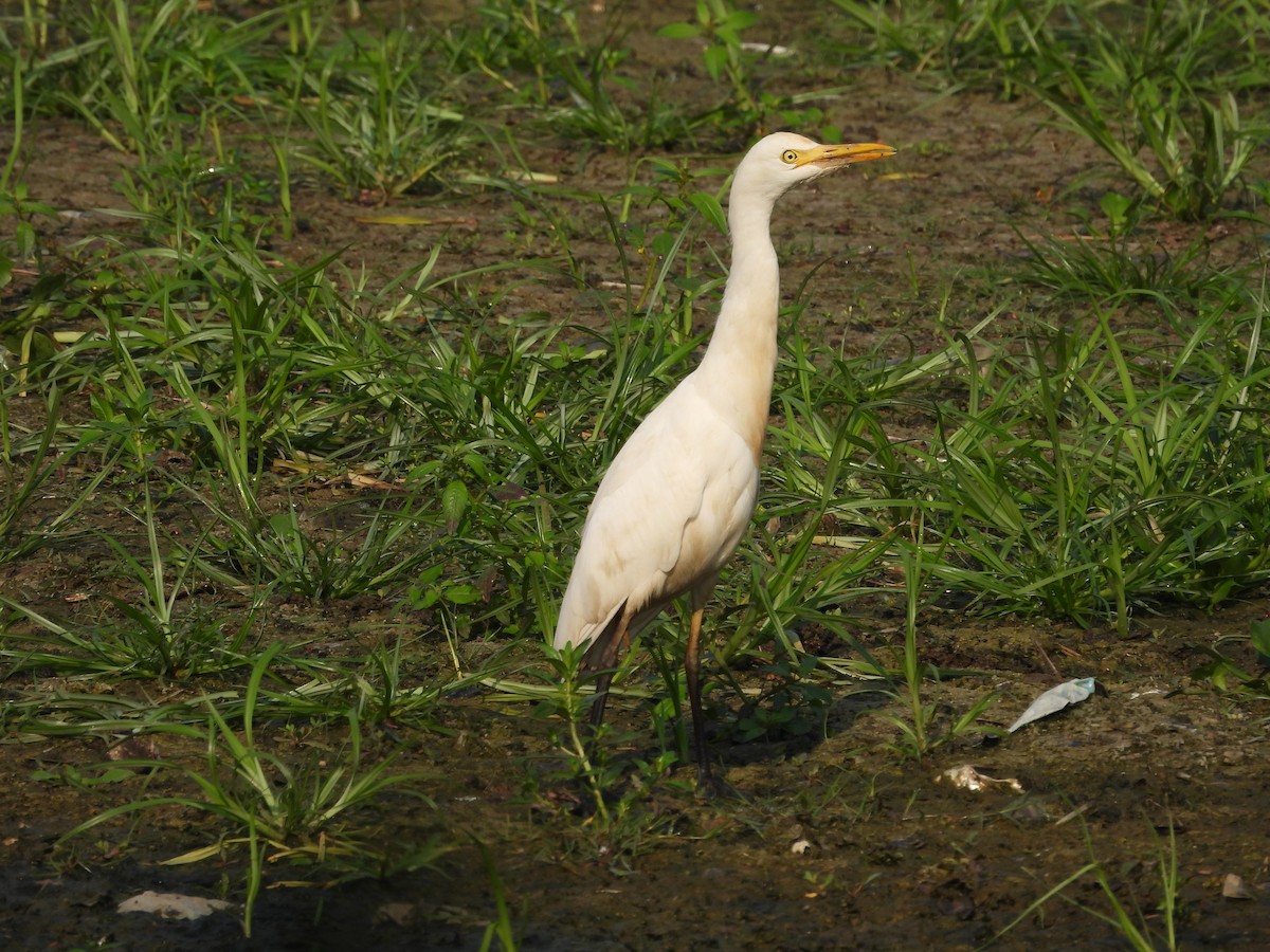 Eastern Cattle-Egret - ML646502296