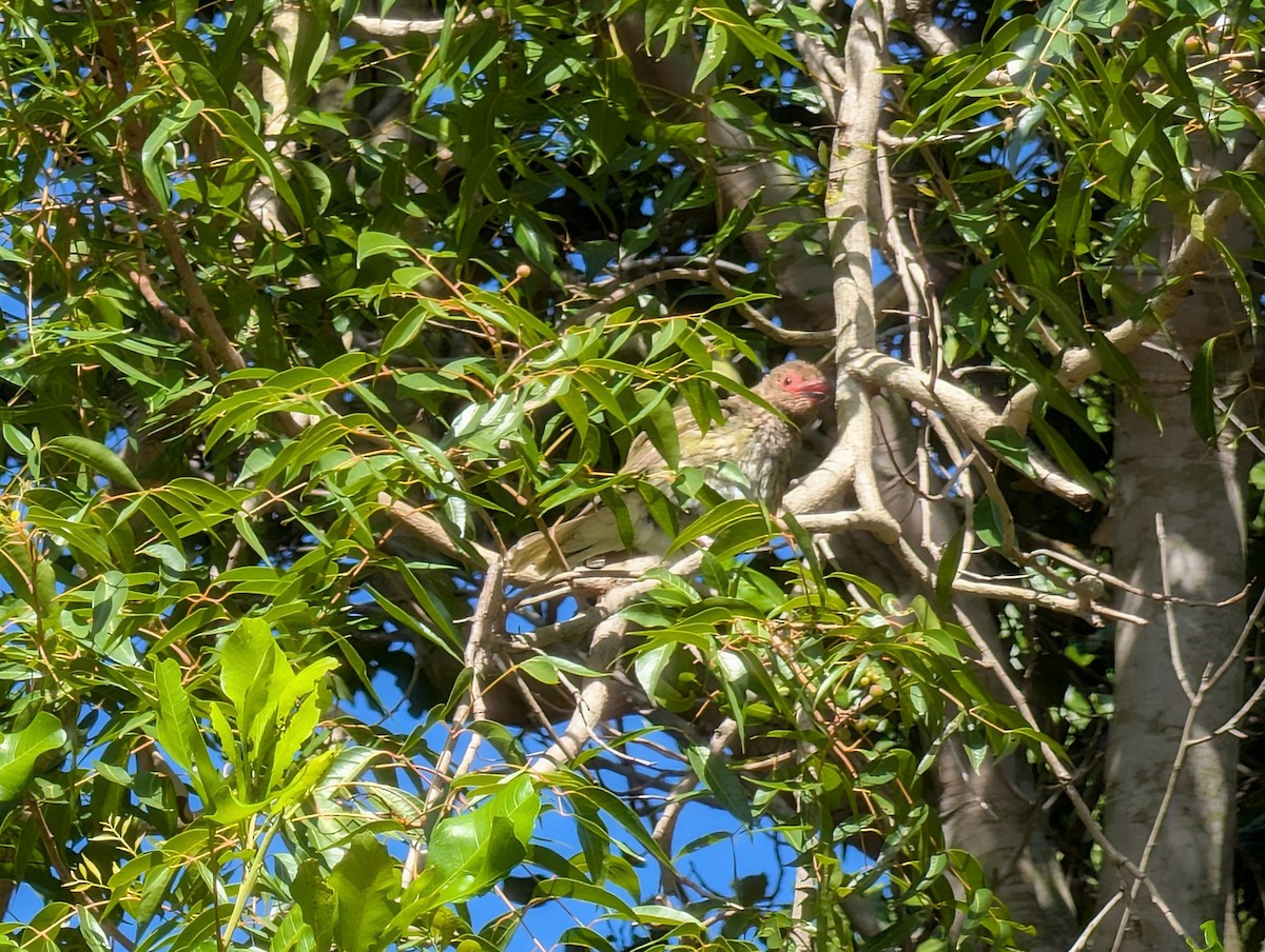 Australasian Figbird - ML646502297