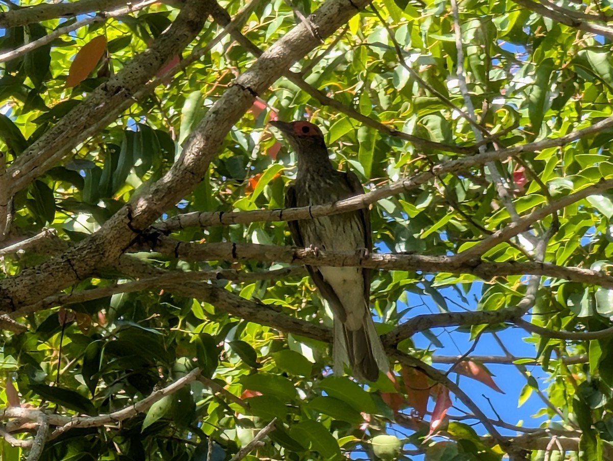 Australasian Figbird - ML646502298