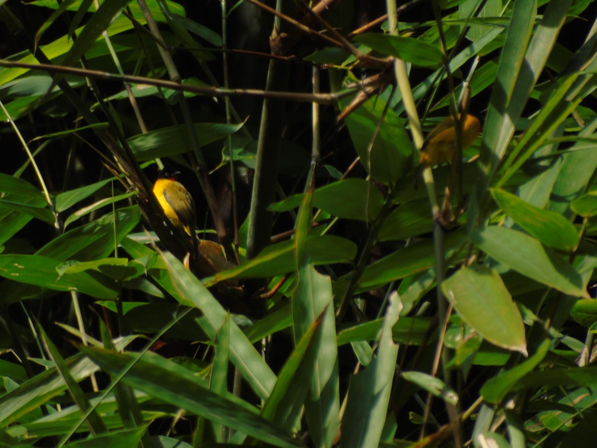 Ruby-throated Bulbul - ML646502300