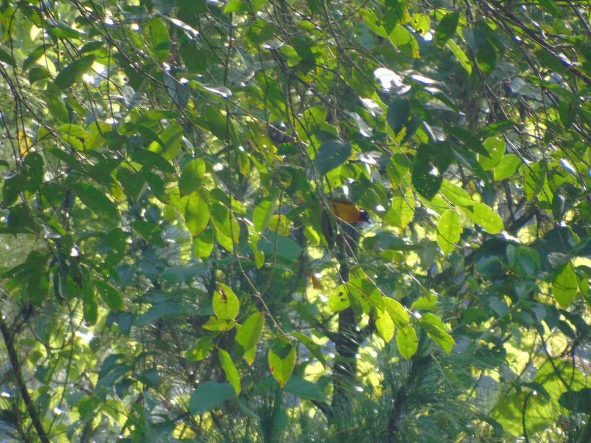 Ruby-throated Bulbul - ML646502301