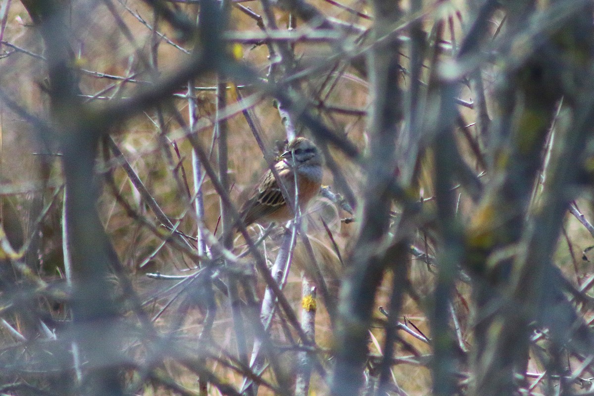 Rock Bunting - ML646502307