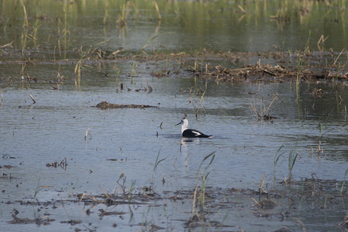 セイタカシギ - ML646502308