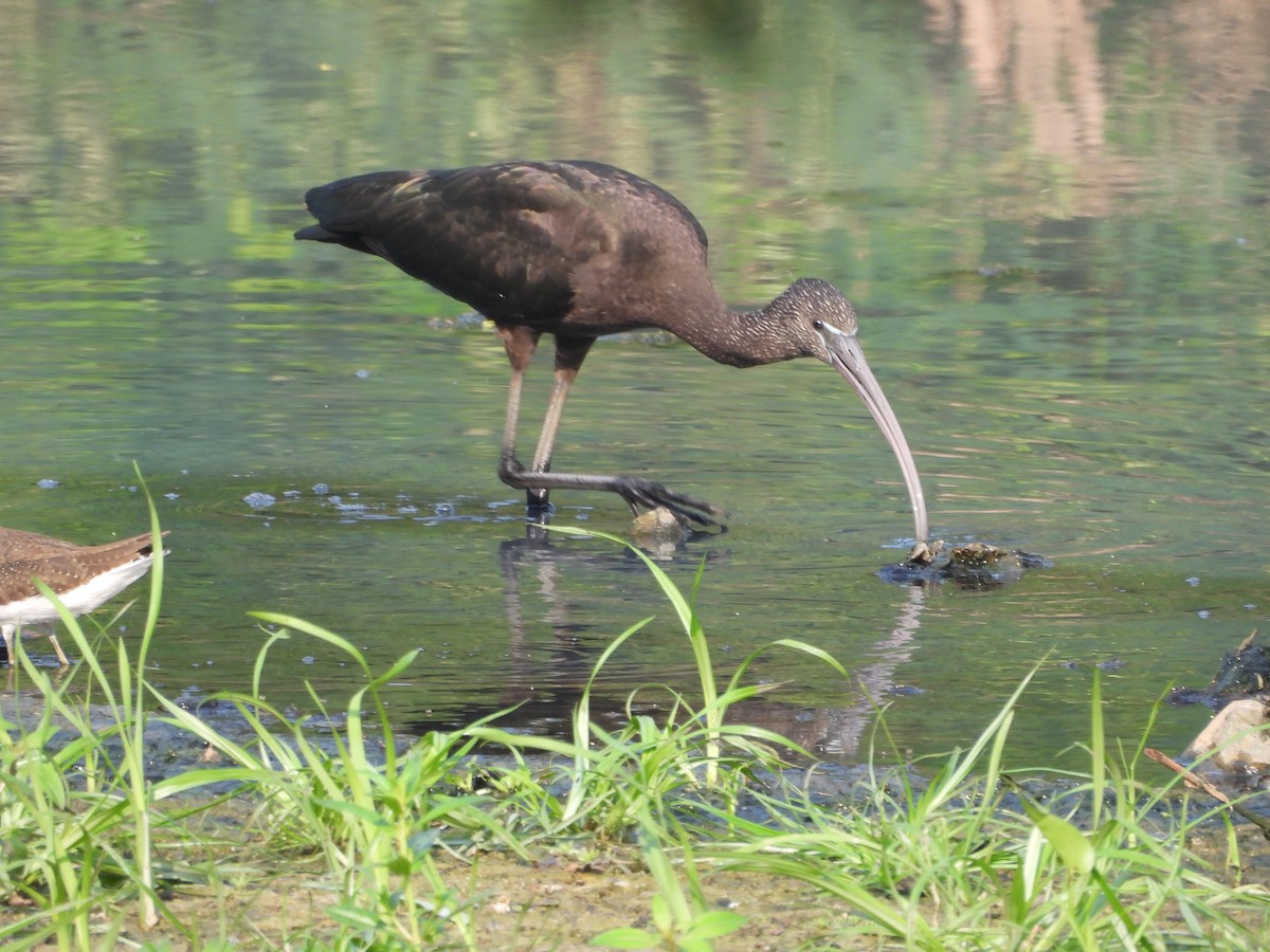 Glossy Ibis - ML646502309