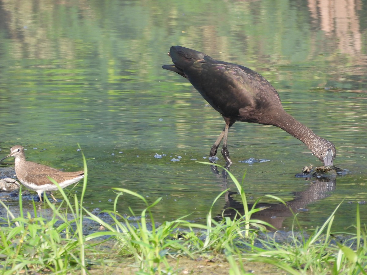 Glossy Ibis - ML646502310