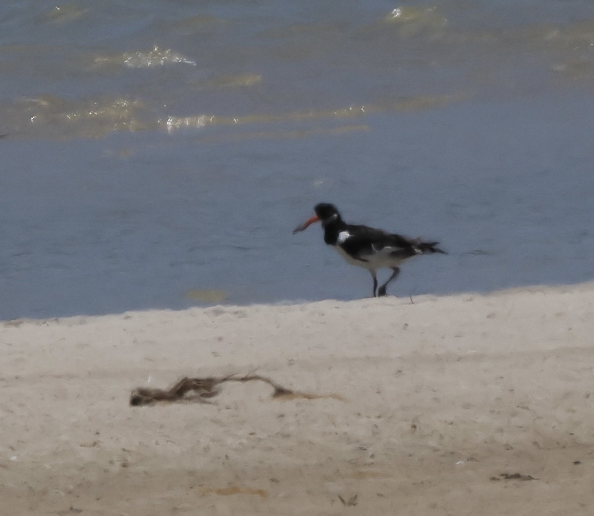 ústřičník velký - ML646502312