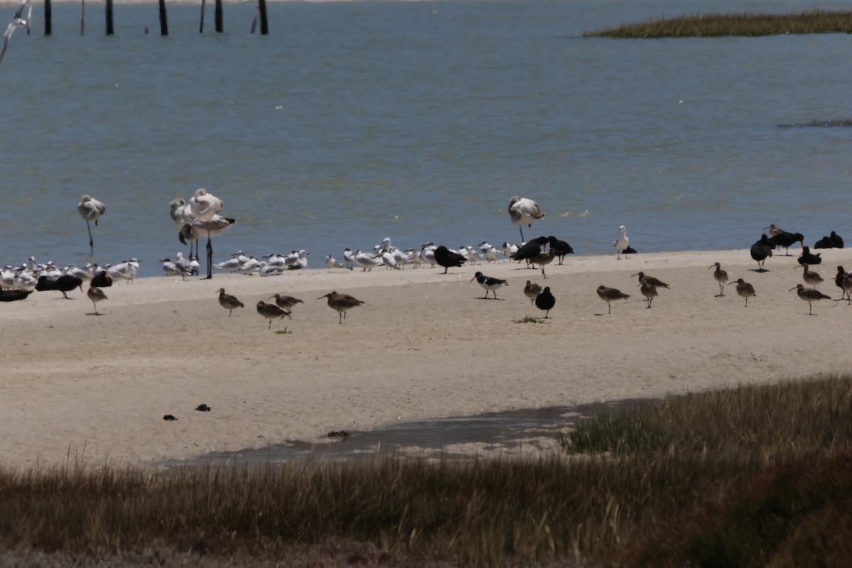 ústřičník velký - ML646502313