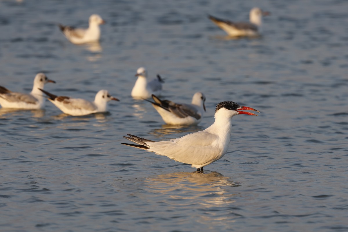 オニアジサシ - ML646502314