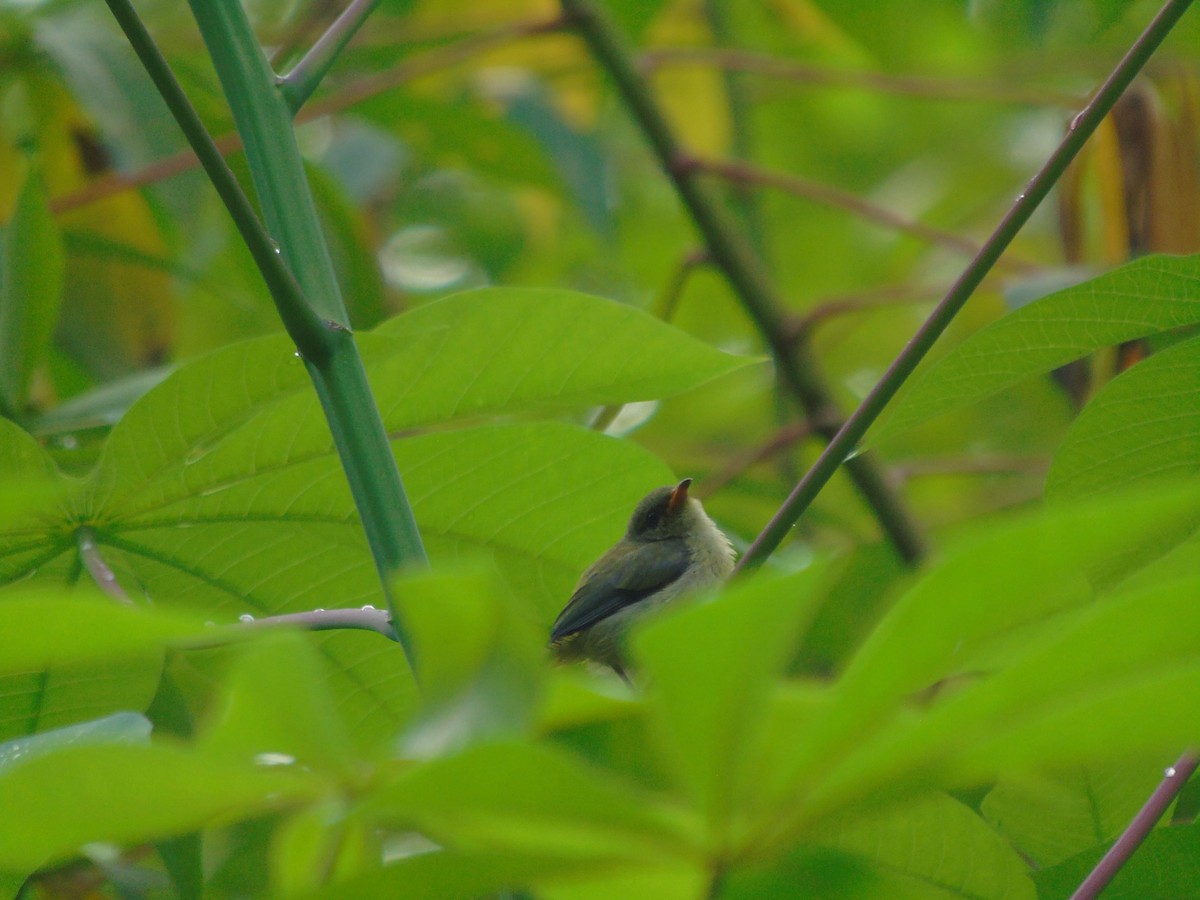 květozob oranžovobřichý - ML646502315