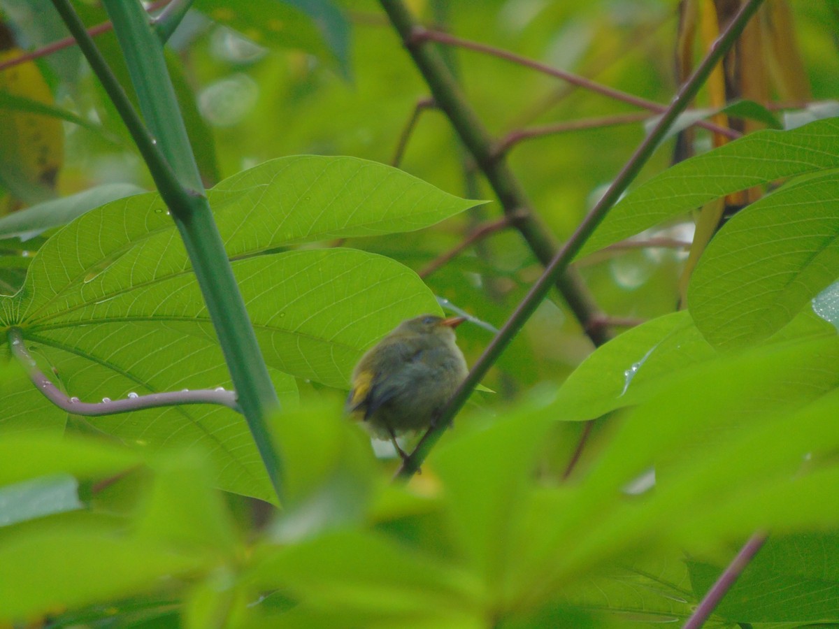 květozob oranžovobřichý - ML646502316