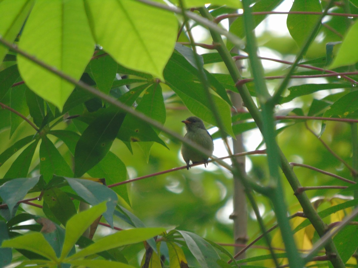 květozob oranžovobřichý - ML646502317