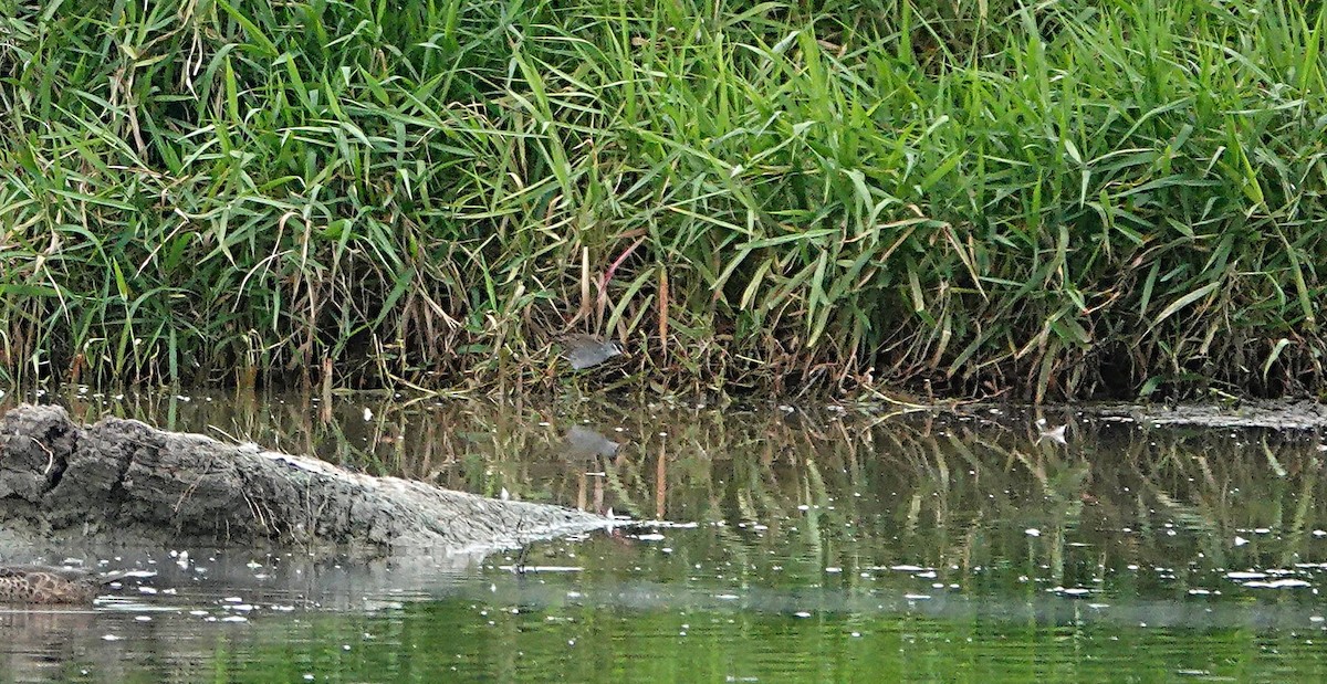 White-browed Crake - ML646502318