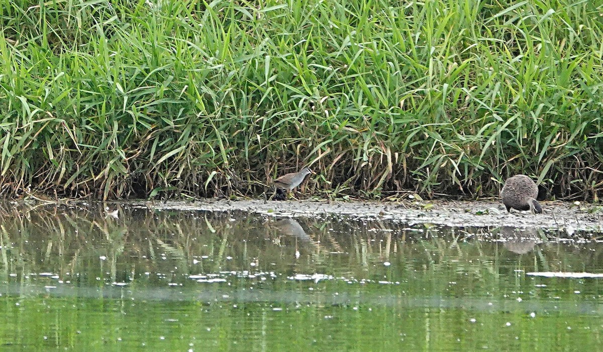 White-browed Crake - ML646502319