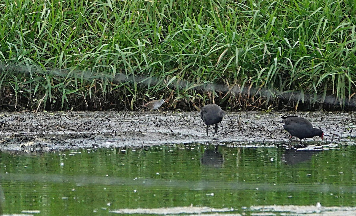 White-browed Crake - ML646502320