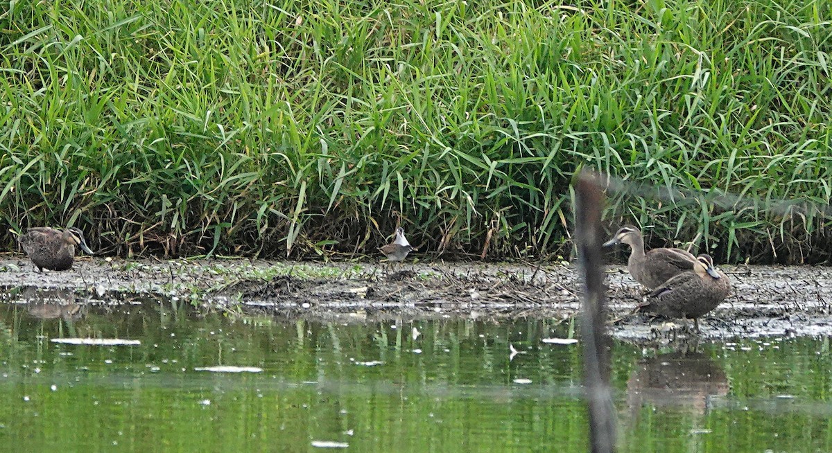 White-browed Crake - ML646502321