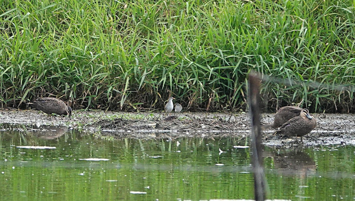 White-browed Crake - ML646502322