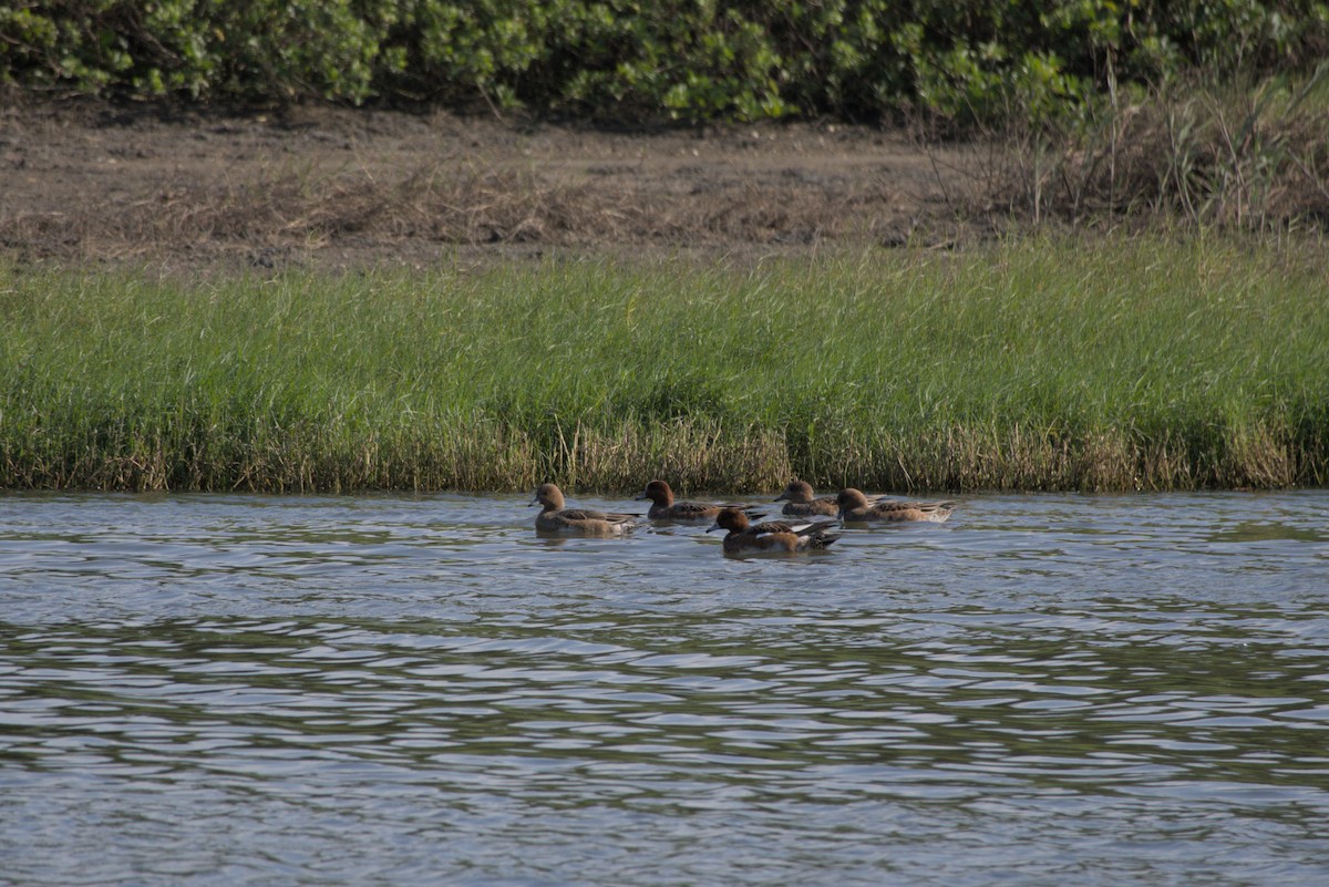 ヒドリガモ - ML646502323