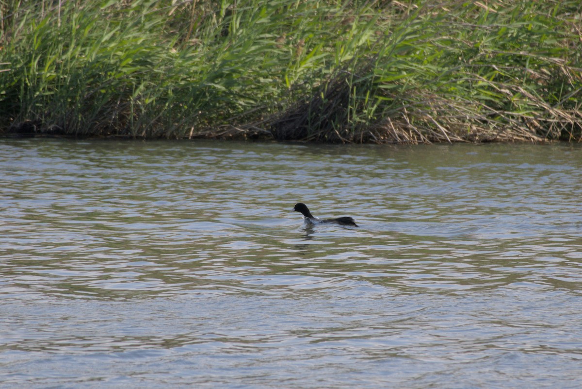 オオバン - ML646502324