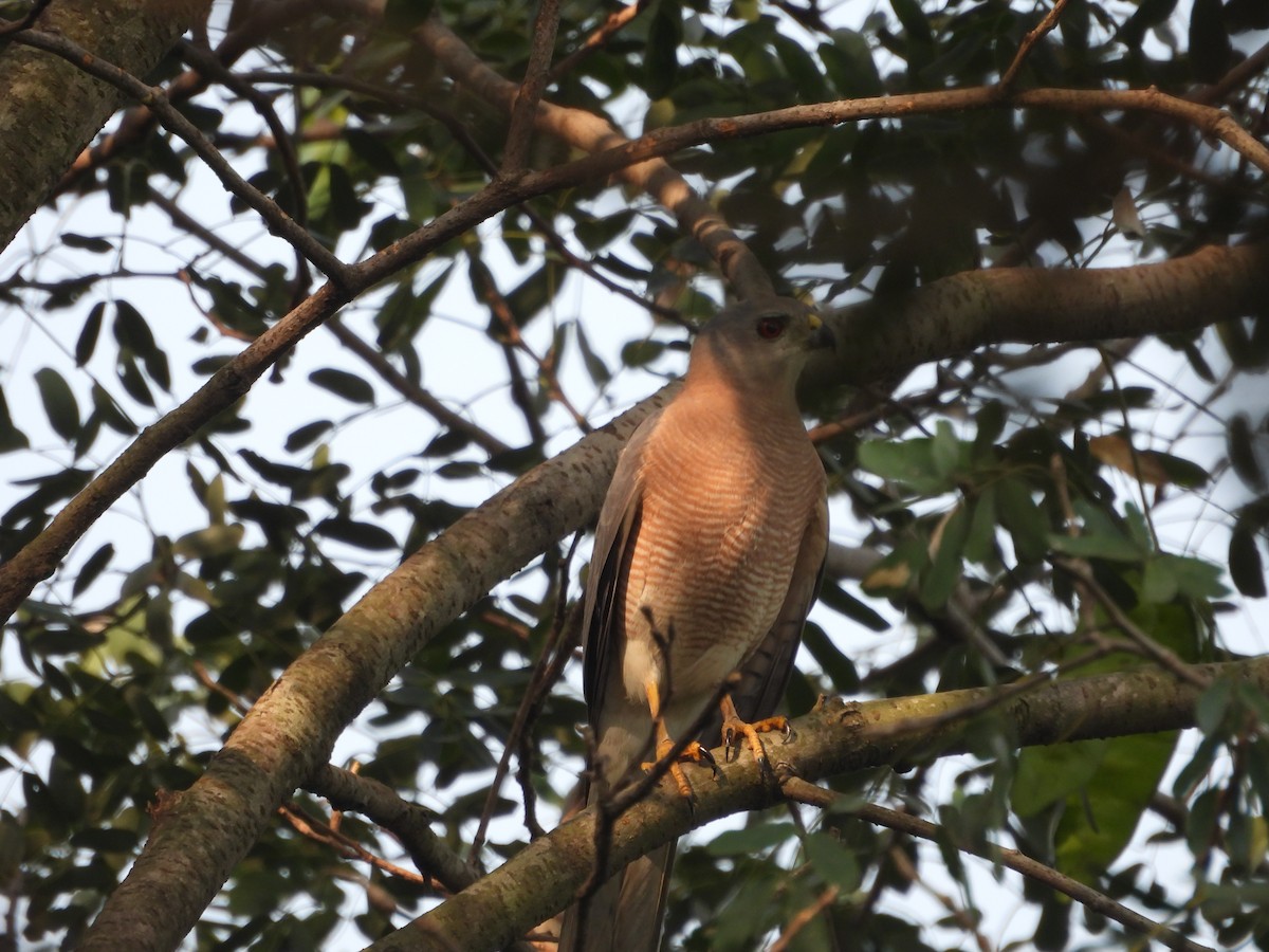 Shikra - ML646502325