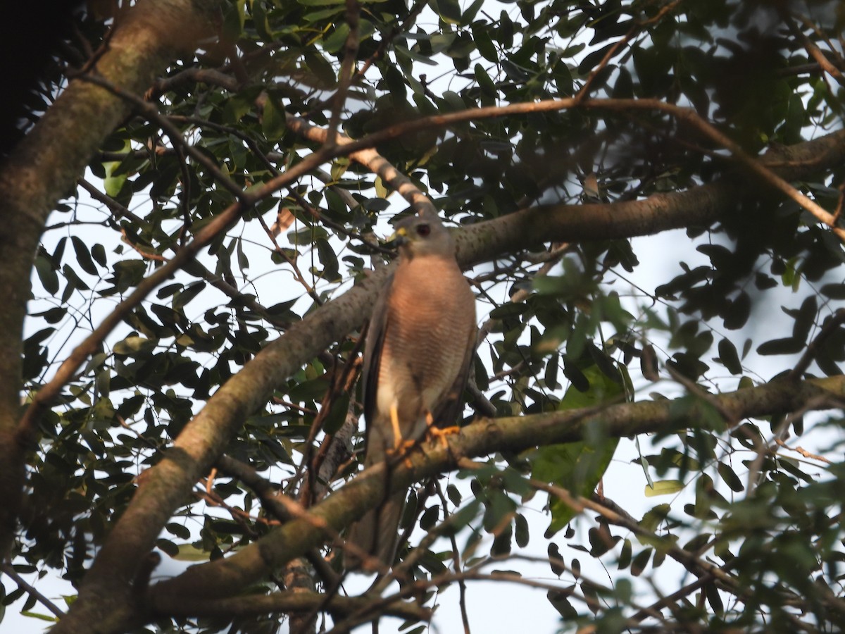 Shikra - ML646502326