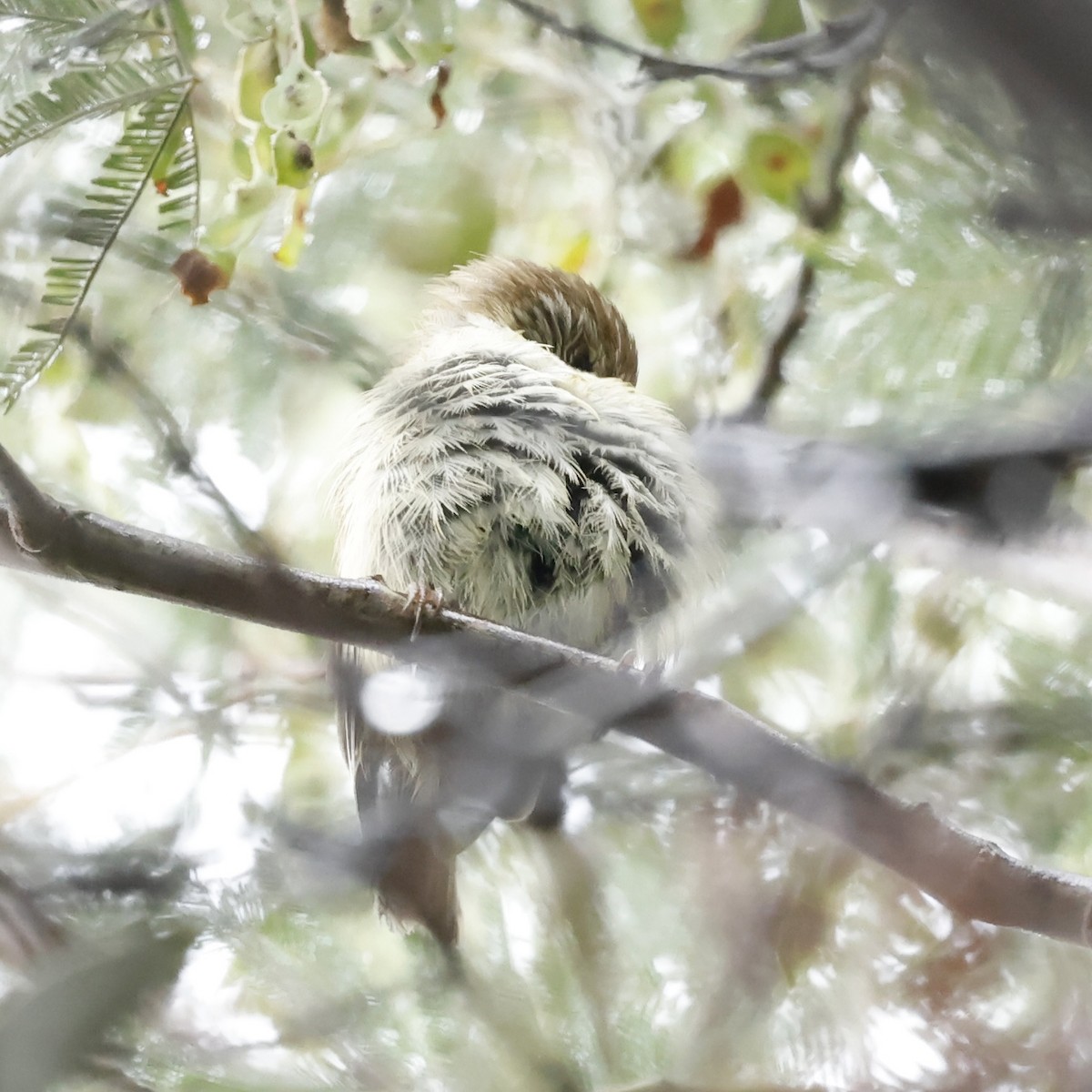 Striated Thornbill - ML646502327