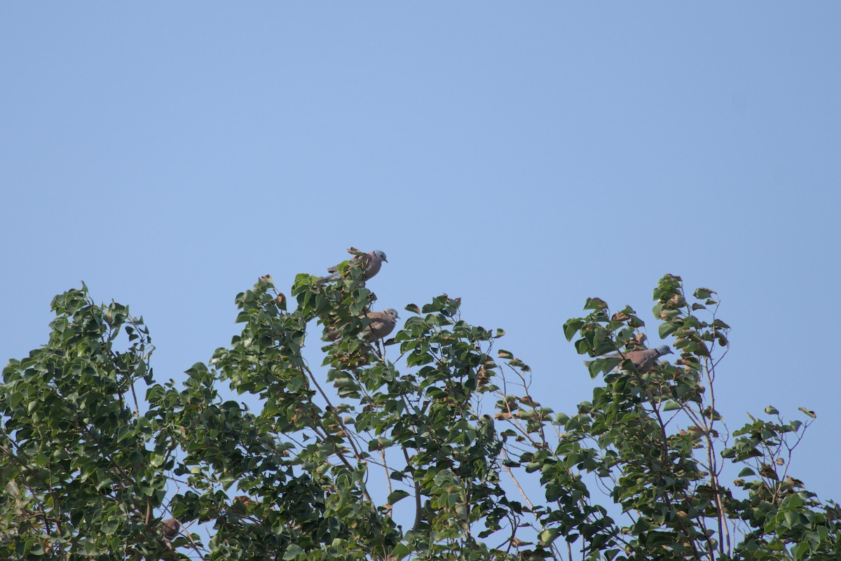 ベニバト - ML646502328