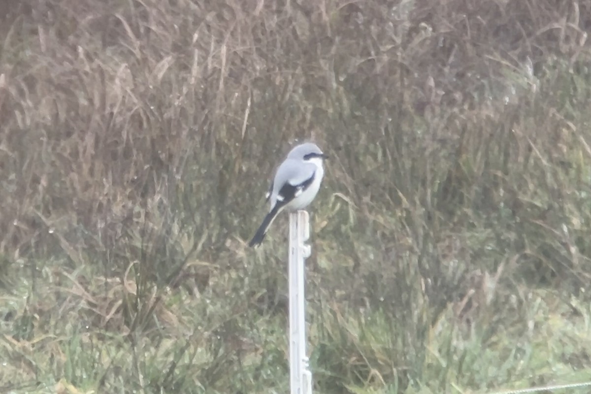 西方灰伯勞 - ML646502329