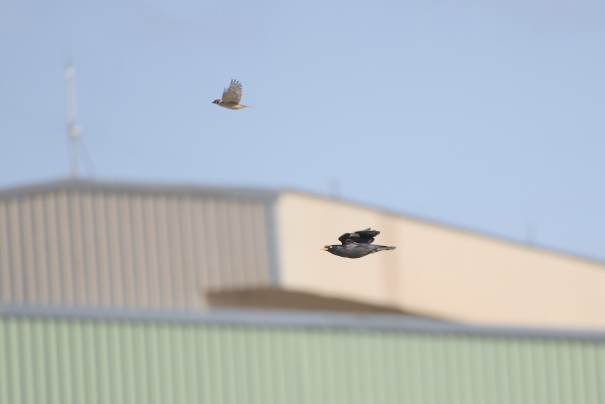 ジャワハッカ - ML646502331