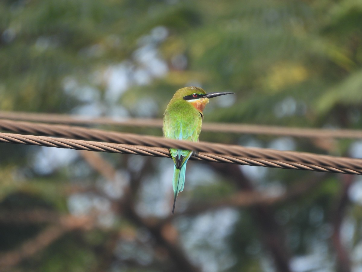 Blue-tailed Bee-eater - ML646502332