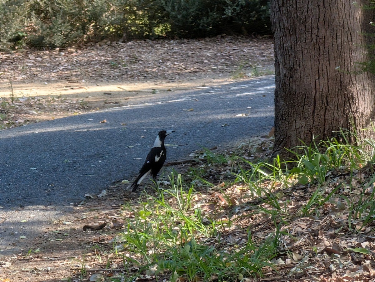 Australian Magpie - ML646502334