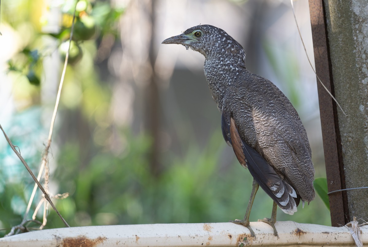 Malayan Night Heron - ML646502335