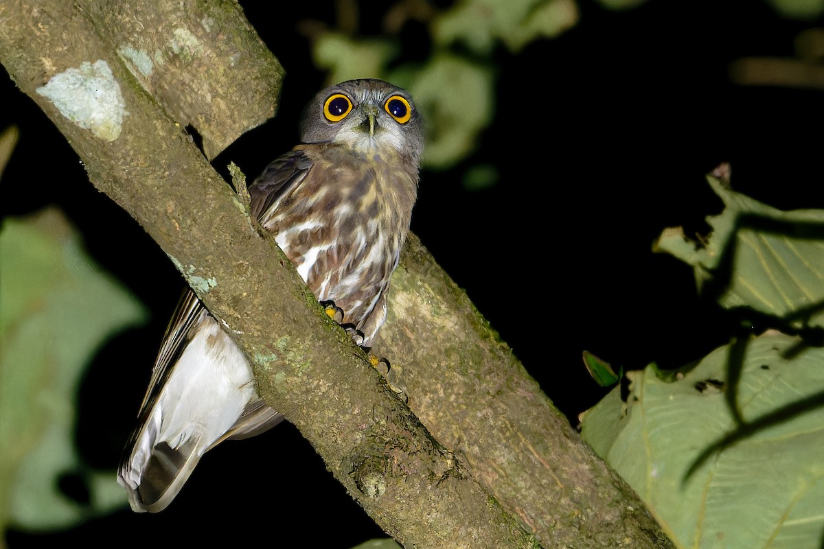 Brown Boobook - ML646502336
