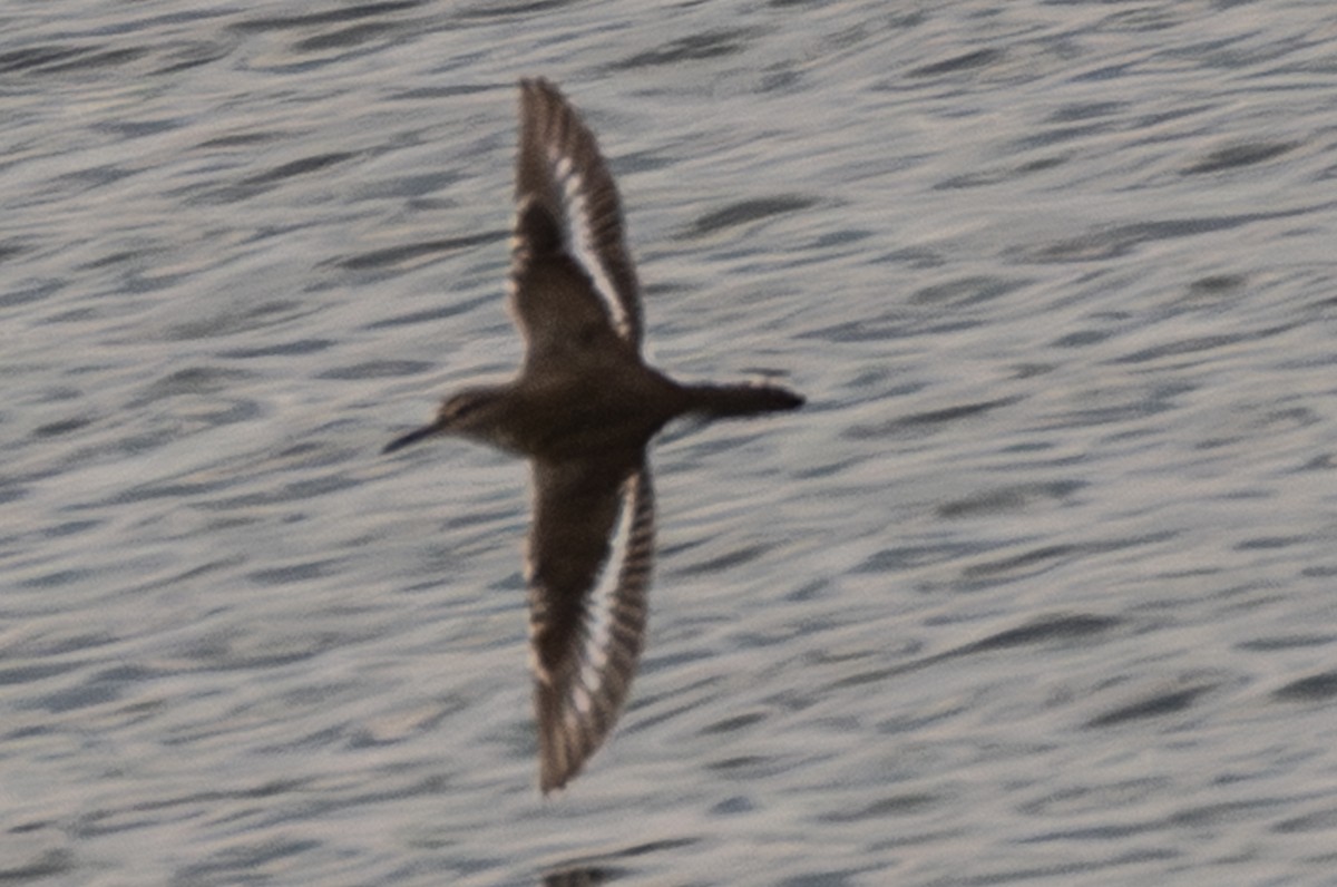 Chevalier guignette - ML646502337